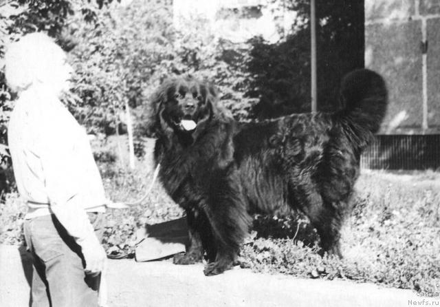 Фото: ньюфаундленд Linga Geri (Линга Гери)