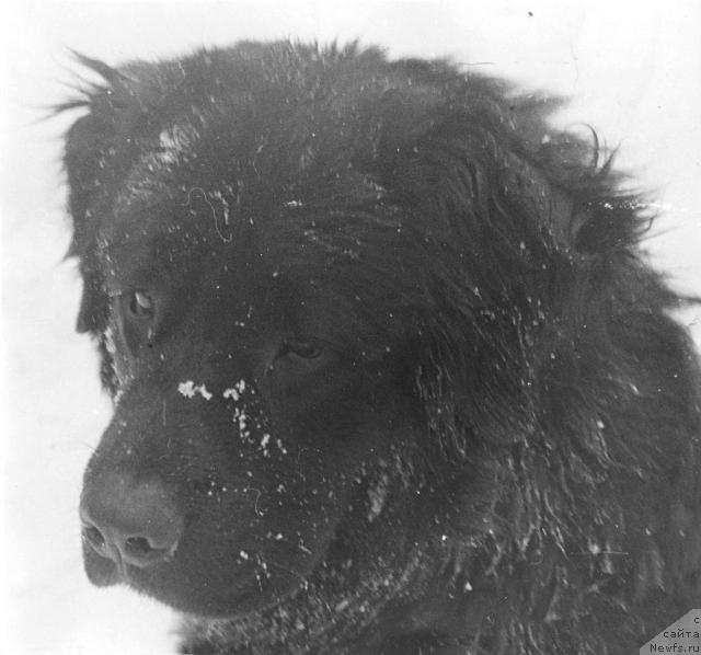 Фото: ньюфаундленд Top Geri (Топ Гери)