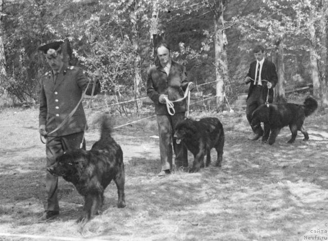 Фото: ньюфаундленд Top Geri (Топ Гери)