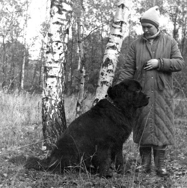 Фото: ньюфаундленд Jonny vom Lausenbach (Джонни фом Лаузенбах)