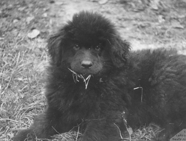 Фото: ньюфаундленд Gemos (Гемос)