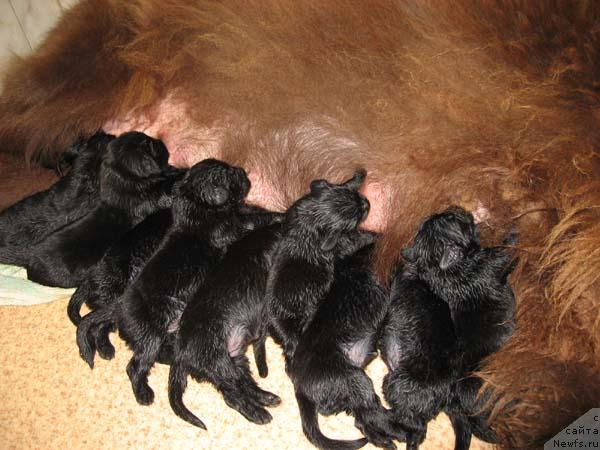 Фото: ньюфаундленд Joka Ona s Berega Dona (Ёка Она с Берега Дона)