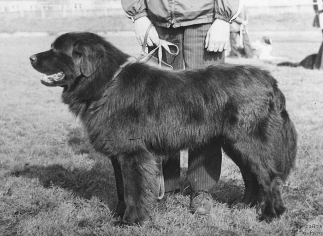 Фото: ньюфаундленд Gat Deyvis Djeyms (Гат Дейвис Джеймс)