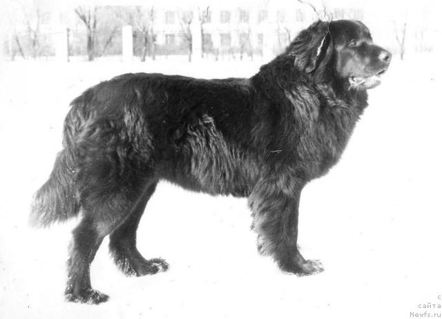 Фото: ньюфаундленд Il YUt Uarda (Ил Ют Уарда)