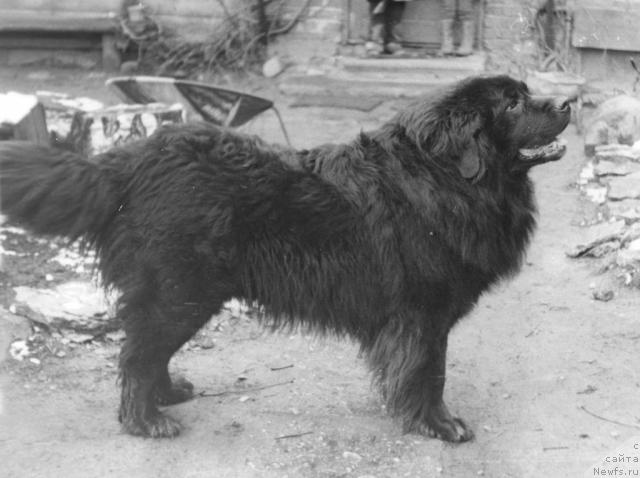 Фото: ньюфаундленд Al Gitto Burke (Ал Гитто Бурке)