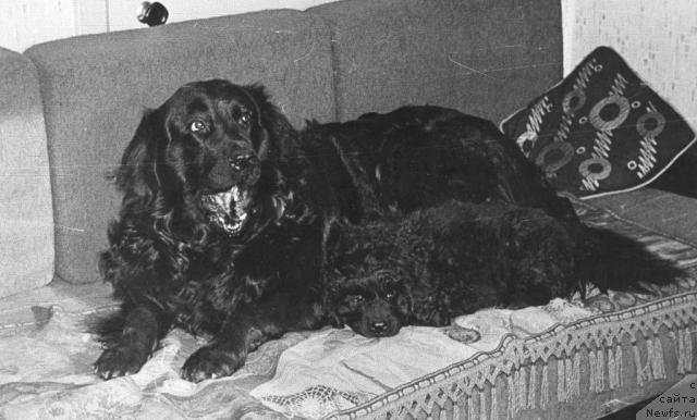 Фото: ньюфаундленд Zaya Dardji Bey (Зая Дарджи Бей), ньюфаундленд O'Leyzi CHep (О'Лейзи Чеп)