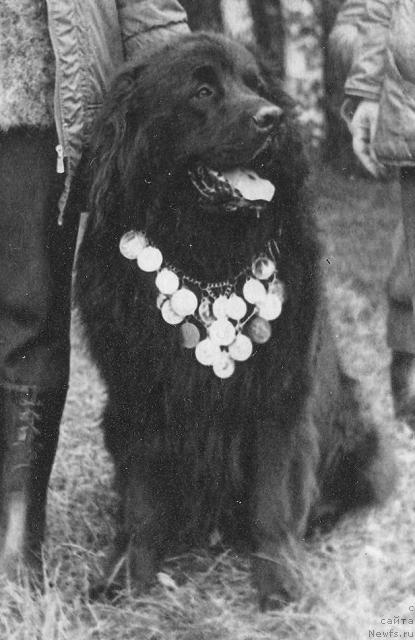 Фото: ньюфаундленд Fyed Ger Tay (Фэд Гер Тай)