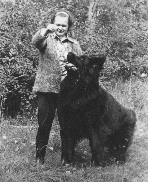 Фото: ньюфаундленд Fyed Ger Tay (Фэд Гер Тай)