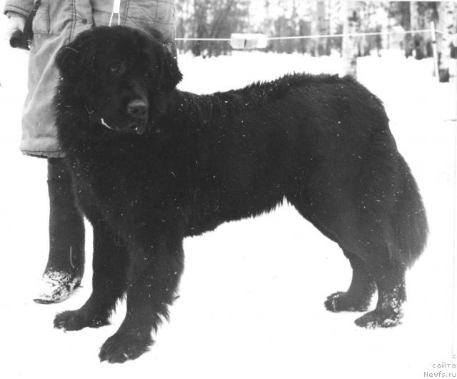 Фото: ньюфаундленд Meydjit Eki d'Oliv'e (Мейджит Еки д'Оливье)