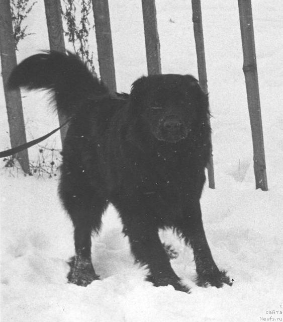 Фото: ньюфаундленд Berri CHan (Берри Чан)