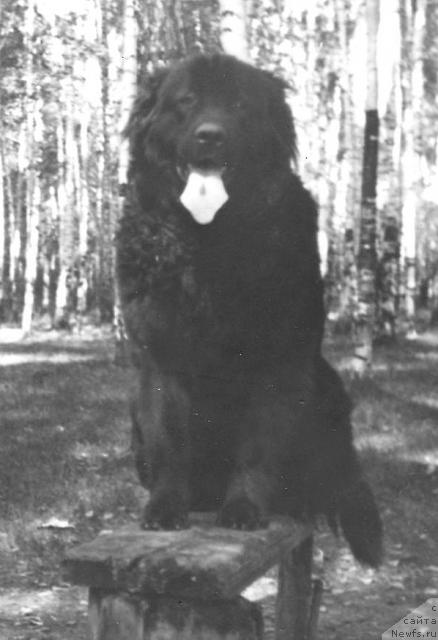 Фото: ньюфаундленд Rocheg Li Rena (Рочег Ли Рена)