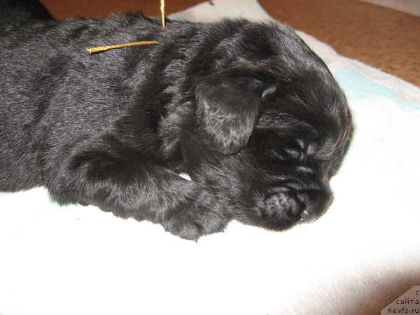 Фото: ньюфаундленд Kingova Doch s Berega Dona (Кингова Дочь с Берега Дона)