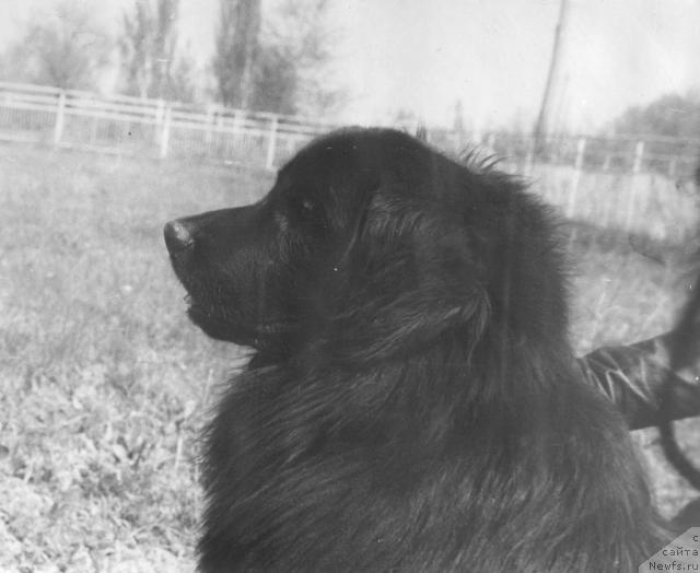 Фото: ньюфаундленд Djerri Il (Джерри Ил)