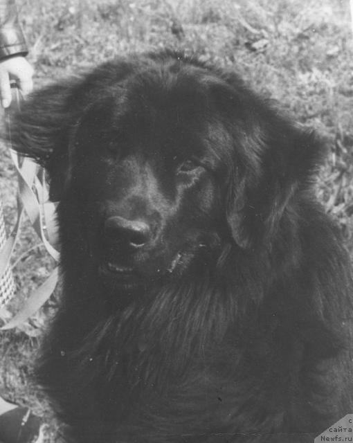 Фото: ньюфаундленд Djerri Il (Джерри Ил)