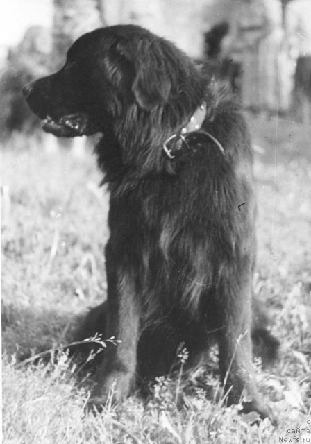 Фото: ньюфаундленд Loyd D'YUoli Syeyv (Лойд Д'Юоли Сэйв)