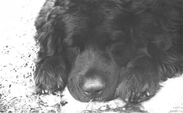 Фото: ньюфаундленд Skiff de la Pierre aux Coqs