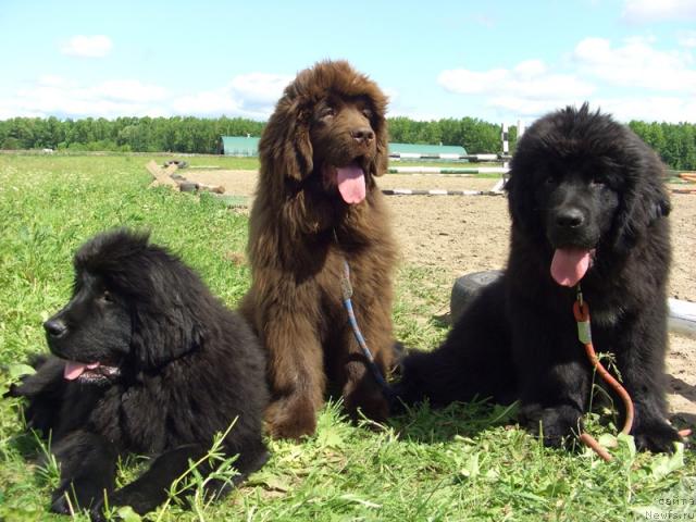 Фото: ньюфаундленд Baryishnya (Барышня), ньюфаундленд Barhatka Roskoshnaya (Бархатка Роскошная), ньюфаундленд Barhatnoe Ushko (Бархатное Ушко)