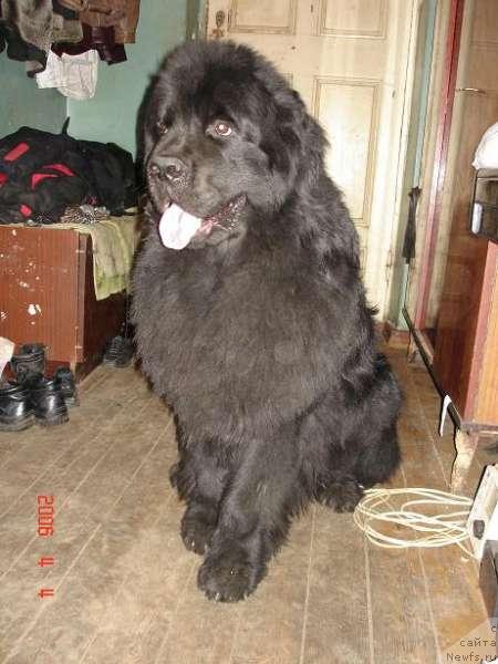 Фото: ньюфаундленд Mag Ispolin Dionis (Маг Исполин Дионис)