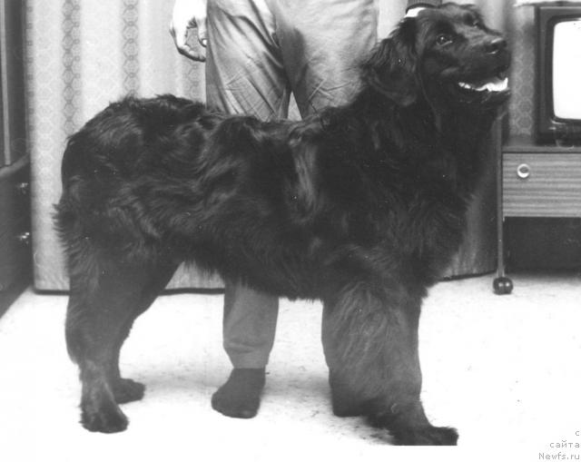 Фото: ньюфаундленд YElizabet fon Krayskopf (Элизабет фон Крайскопф)