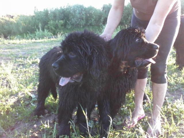 Фото: ньюфаундленд Baloven' Sud'byi (Баловень Судьбы), ньюфаундленд Baloven' Sud'byi (Баловень Судьбы)