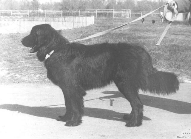 Фото: ньюфаундленд Kneppi (Кнеппи)