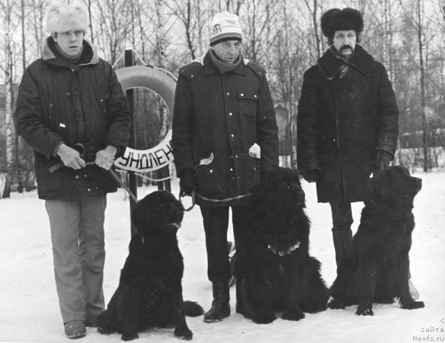 Фото: ньюфаундленд Gitbush Sil'va (Гитбуш Сильва), ньюфаундленд E'Smiralda Si d'Olive (Эсмиральда Си  д'Оливье), ньюфаундленд YEl'za Si d'Oliv'e (Эльза Си д'Оливье)