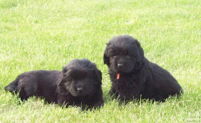 Фото: ньюфаундленд Cennaya SHtuchka (Ценная Штучка), ньюфаундленд Celitel' Dushi (Целитель Души)