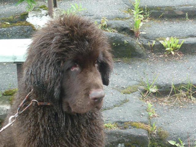 Фото: ньюфаундленд Fann'yuf Ura YA s Vami (Фанньюф Ура Я с Вами)