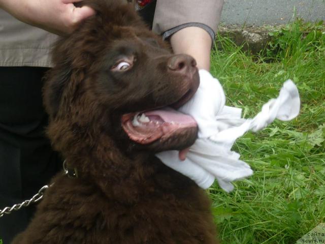 Фотография № 44232