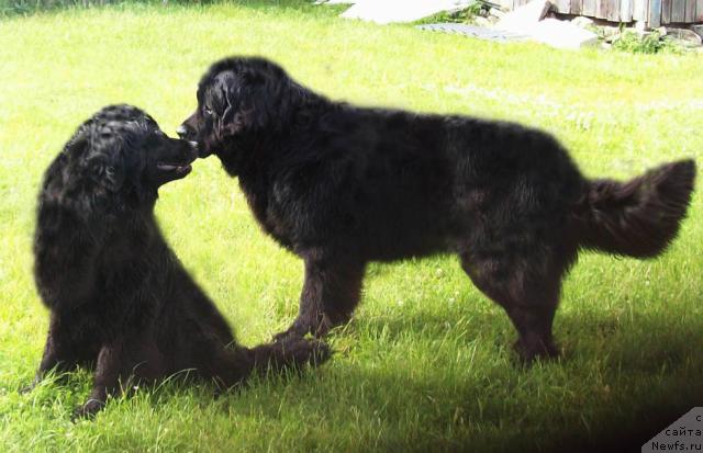 Фото: ньюфаундленд Lihoy Kazak (Лихой Казак), ньюфаундленд Polnochnaya Zvezda (Полночная Звезда)