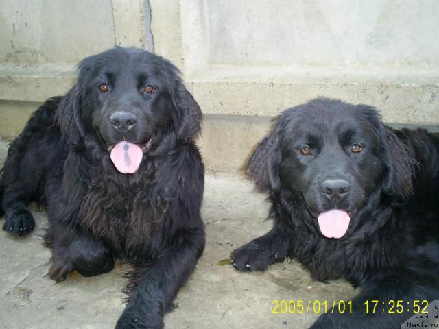 Фото: ньюфаундленд Varvara (Варвара)