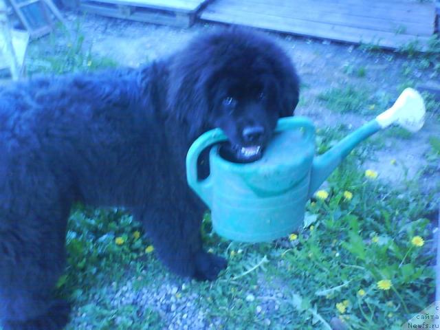 Фото: ньюфаундленд Beguschaya po Volnam Ritm yend Blyuz (Бегущая по Волнам Ритм энд Блюз)