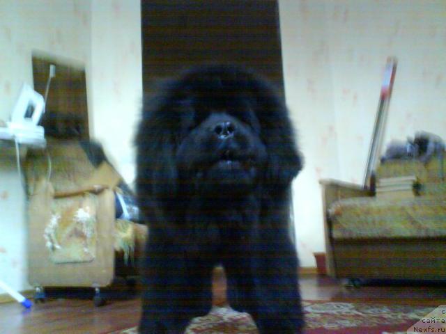 Фото: ньюфаундленд Beguschaya po Volnam Ritm yend Blyuz (Бегущая по Волнам Ритм энд Блюз)