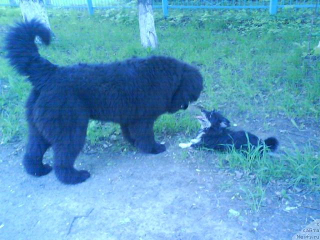 Фото: ньюфаундленд Beguschaya po Volnam Ritm yend Blyuz (Бегущая по Волнам Ритм энд Блюз)