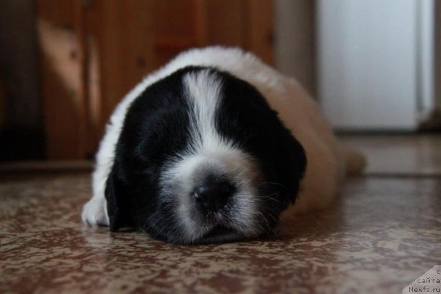 Фото: ньюфаундленд Akvian Song Zefir (Аквиан Сонг Зефир)