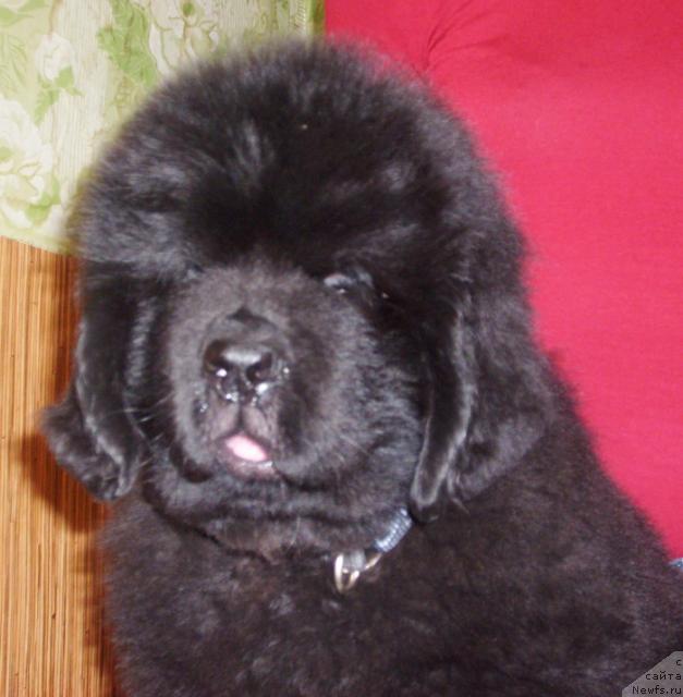 Фото: ньюфаундленд Beguschaya po Volnam Hasta la Vista (Бегущая по Волнам Хаста ла Виста)