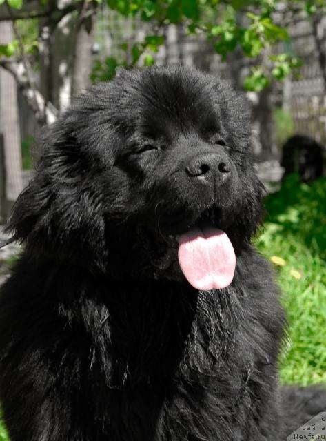 Фото: ньюфаундленд Sent Djons Sabina Mistical (Сент Джонс Сабина Мистикал)