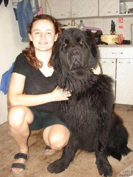 Фото: ньюфаундленд Imperator Vseya ot Sibirskogo Medvedya (Император Всея от Сибирского Медведя)