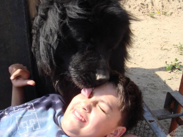 Фото: ньюфаундленд N'yufort Liya Obayatel'naya Kroshka (Ньюфорт Лия Обаятельная Крошка)