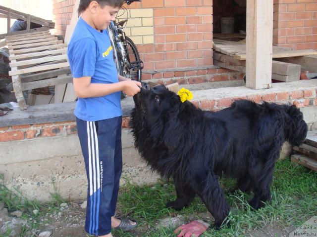 Фото: ньюфаундленд N'yufort Liya Obayatel'naya Kroshka (Ньюфорт Лия Обаятельная Крошка)
