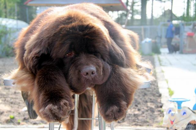 Фото: ньюфаундленд Aetna vom Riesrand (Aetna vom Riesrand)