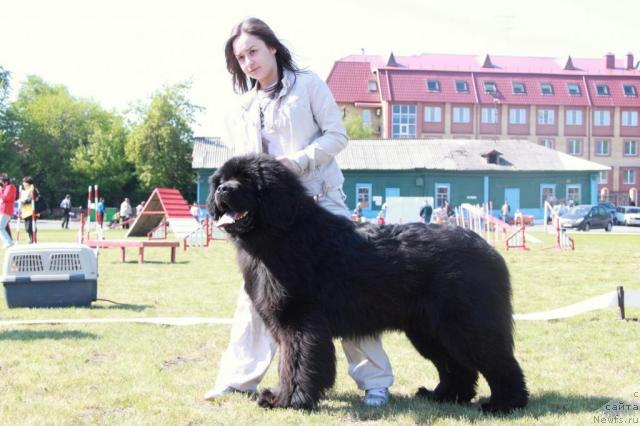 Фото: ньюфаундленд Ayvengo Ryicar' Sibiri (Айвенго Рыцарь Сибири)