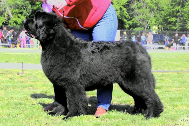 Фото: ньюфаундленд King of Helluland Just Love