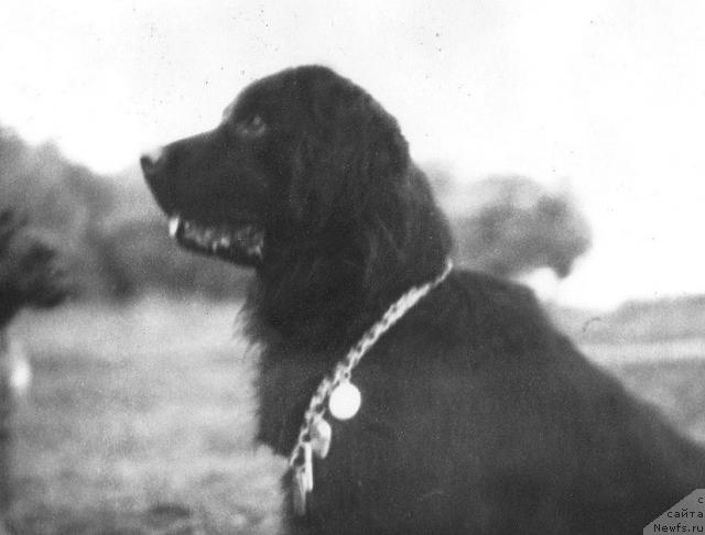Фото: ньюфаундленд Beyle Varta (Бейле Варта)
