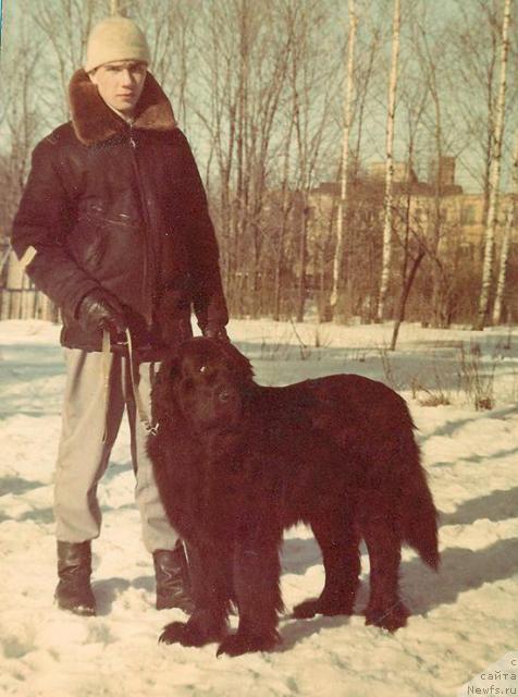 Фото: ньюфаундленд Beyle Vil'da (Бейле Вильда)