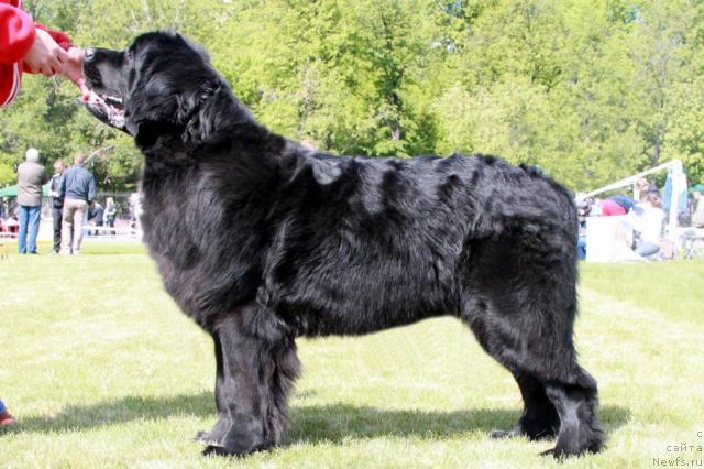 Фото: ньюфаундленд Akvatoriya Kelvin Integra (Акватория Келвин Интегра)