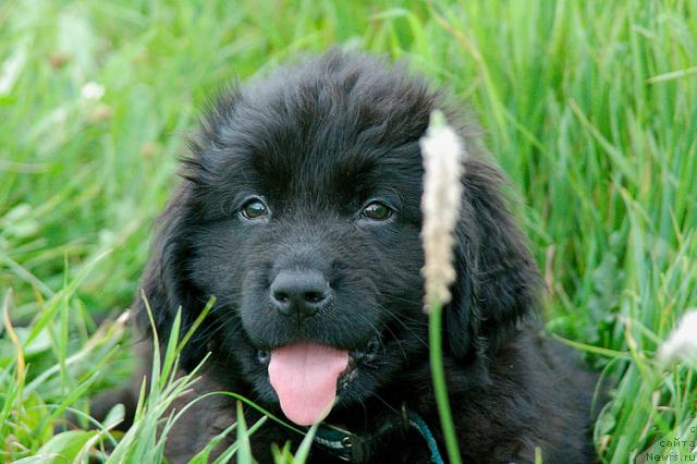 Фото: ньюфаундленд Ryicar' Blagorodnyiy ot Marleon Dusvik (Рыцарь Благородный от Марлеон Дусвик)