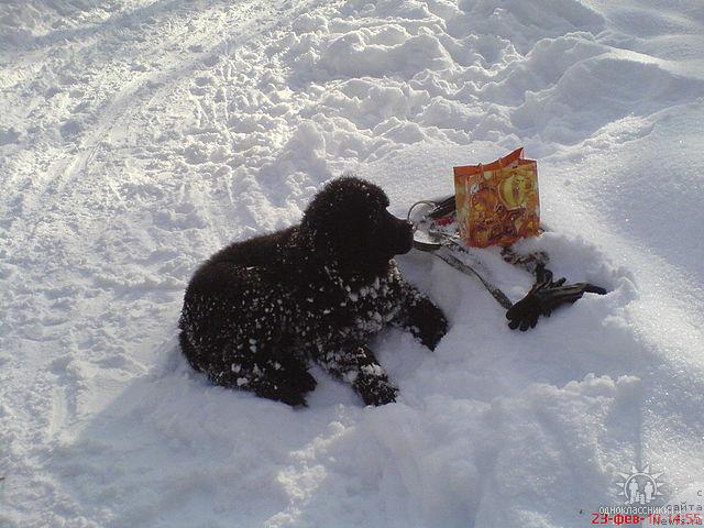 Фото: ньюфаундленд Sud'byi Podarok (Судьбы Подарок)