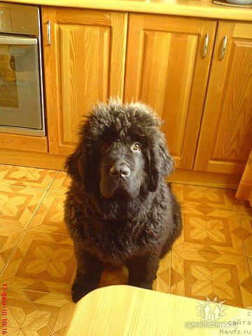 Фото: ньюфаундленд Sud'byi Podarok (Судьбы Подарок)