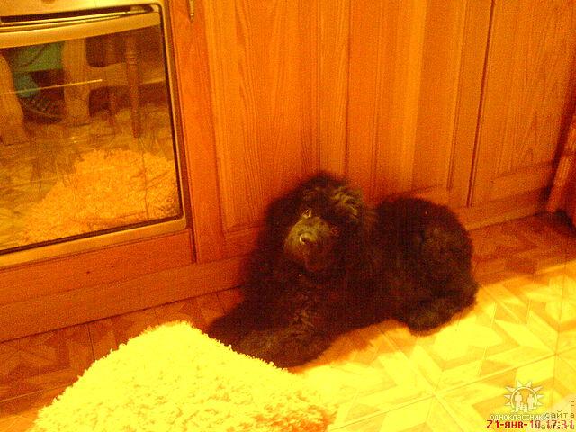 Фото: ньюфаундленд Sud'byi Podarok (Судьбы Подарок)